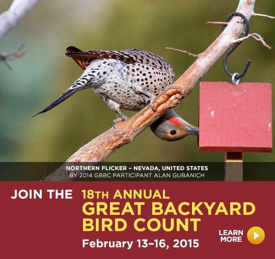 The Great Backyard Bird Count | Audubon Rockies