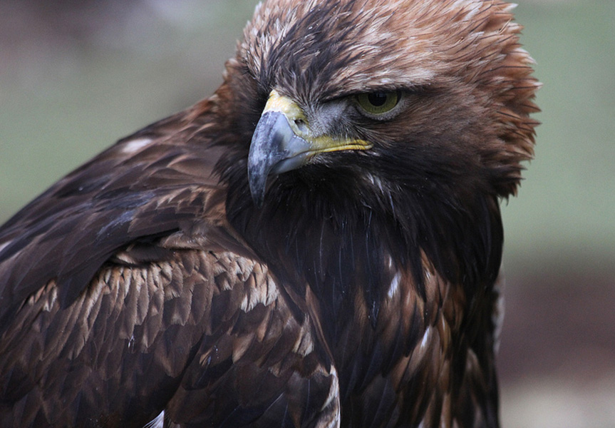 goldeneagle3.jpg | Audubon Rockies