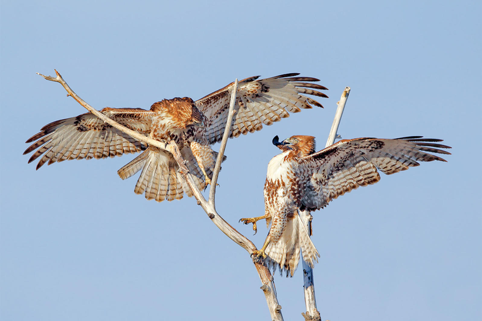 Red-tailed Hawks.