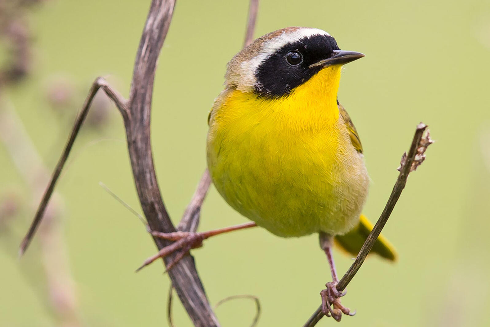 A Common Yellowthroat perches on a branch.