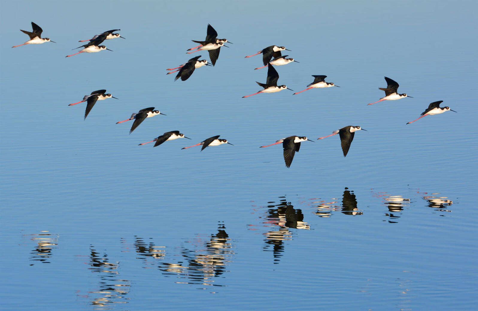 A flock of Black-necked Stilts flies over a wetland.