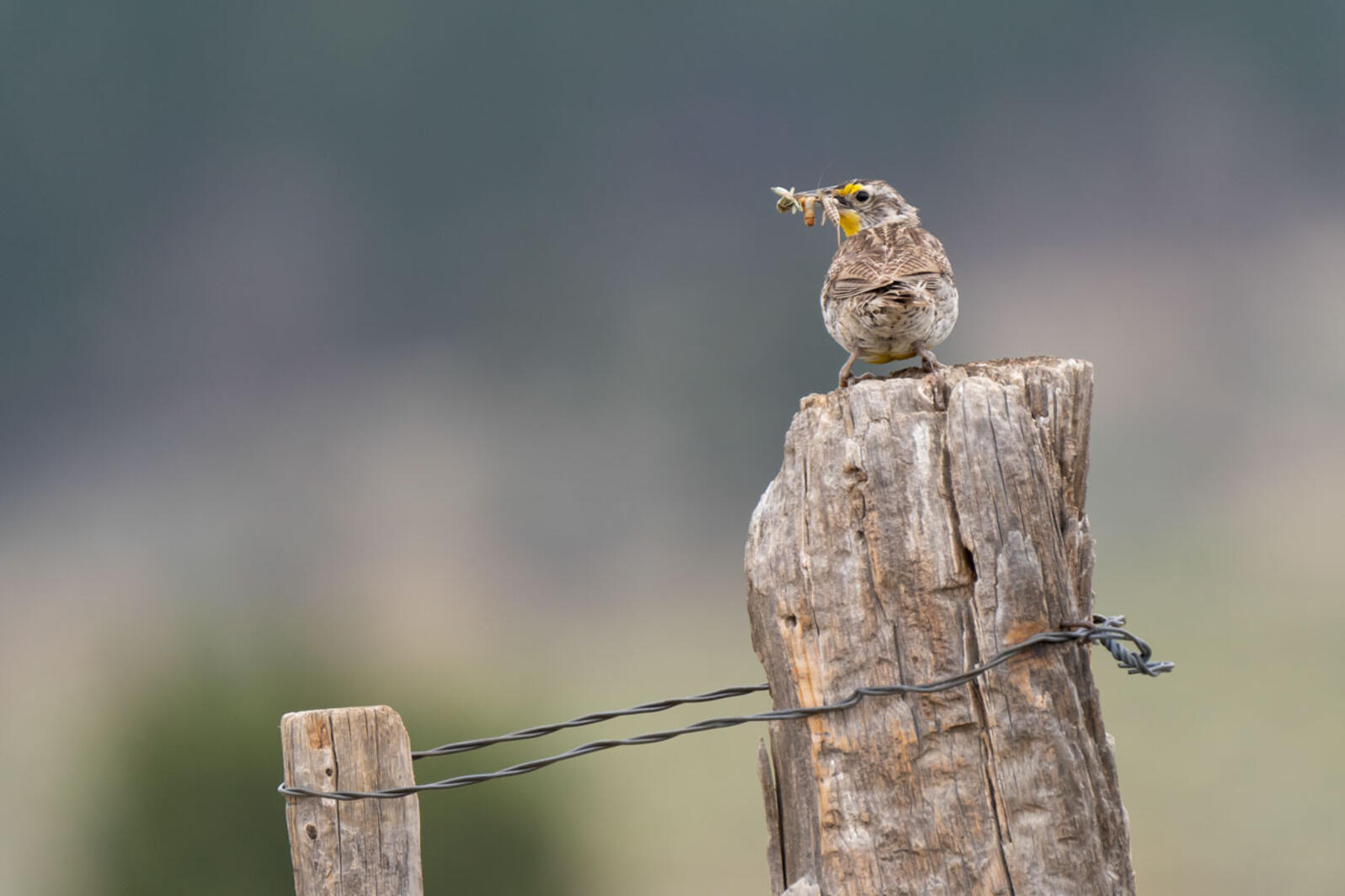 Western Meadowlark carrying insects perched on a fence post.