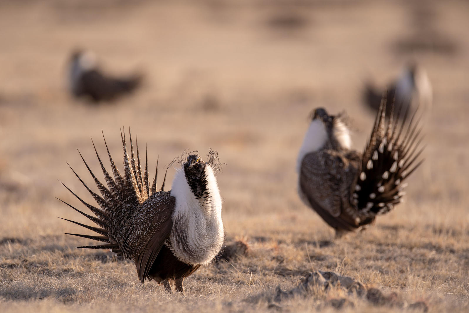 Greater Sage-Grouse lekking on BLM land managed by Pathfinder Ranches in Natrona County, Wyoming.