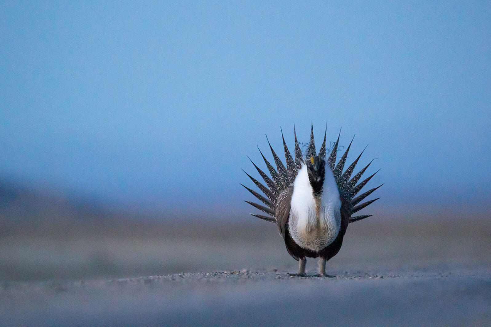A Greater Sage-Grouse displays on a road at dusk.