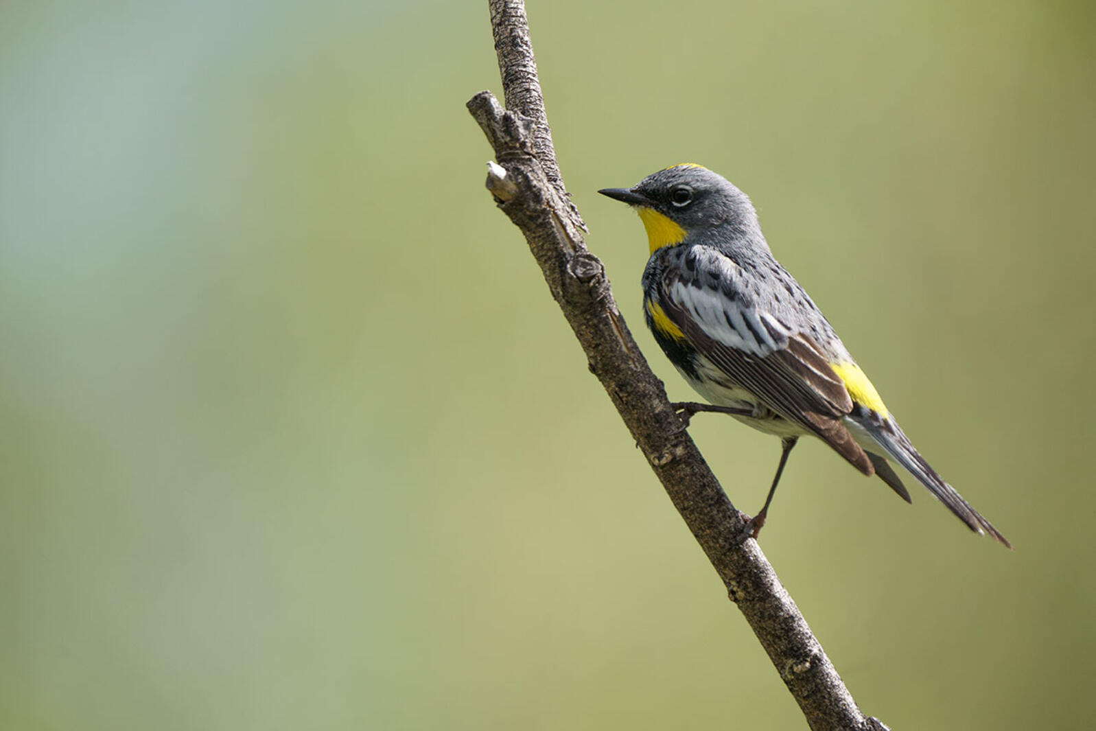 A Yellow-rumped Warbler perched on a branch.