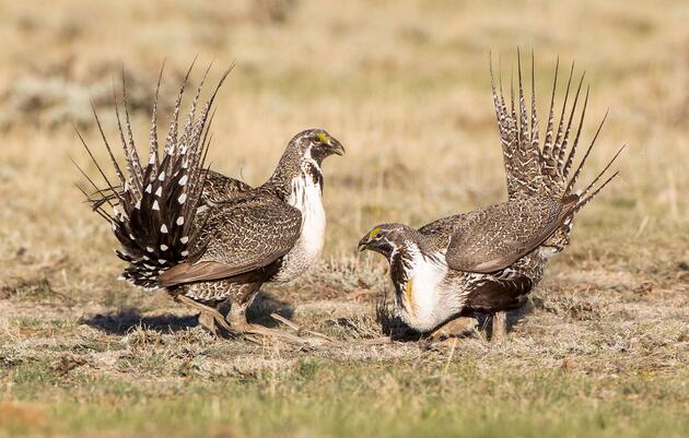 Conservation, Sportsmen Groups Express Support for Efforts to Improve Future for Greater Sage-grouse and Sagebrush Country 