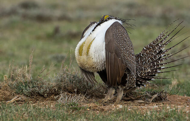 Wet Meadow Restoration for Sage-Grouse