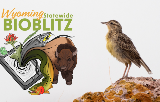 Wyoming Statewide BioBlitz 2024