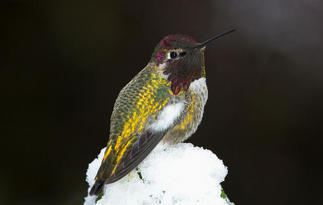 How Do Hummingbirds Survive Spring Snowstorms?