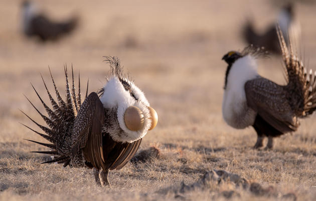 Video: Sage-Grouse Explained by Vox