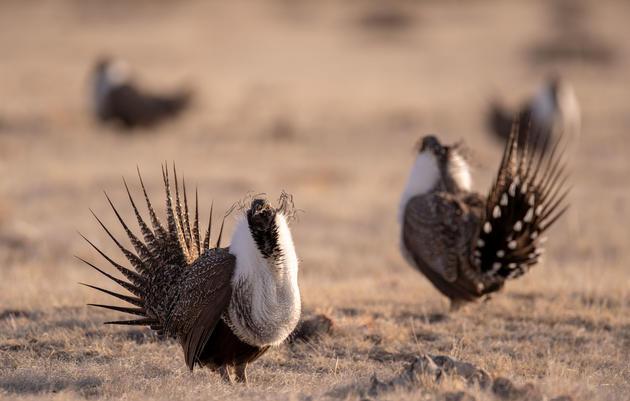 Wyoming Takes the Lead in Sage-Grouse Conservation