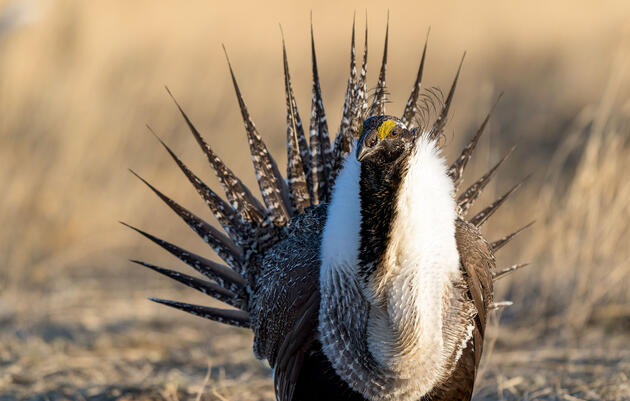 Frustration Abounds Five Years After the Historic Sage-Grouse Agreement 