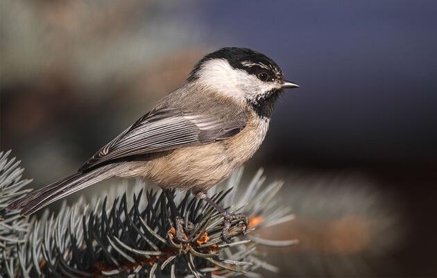 In the Rockies, Human Activity Paves the Way for a Hybrid Bird Boom