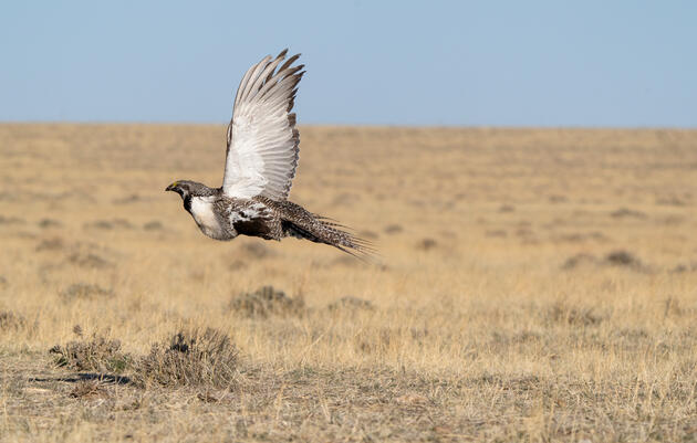 Audubon and Other Groups Urge Bureau of Land Management to Act Quickly to Conserve Sage-Grouse