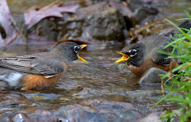 Protecting Colorado’s Streams for Birds and People