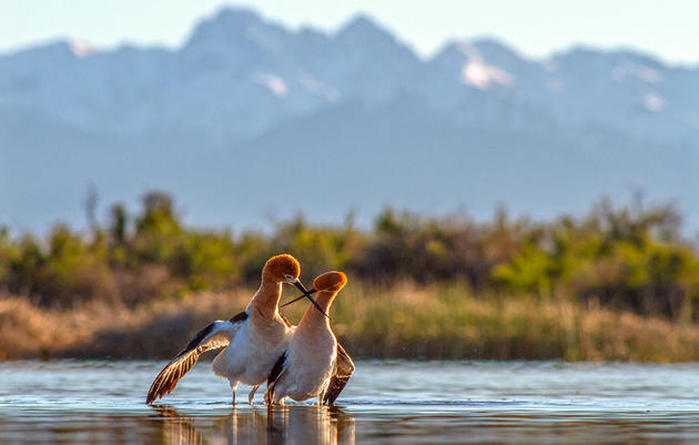 The Art of Photographing American Avocets