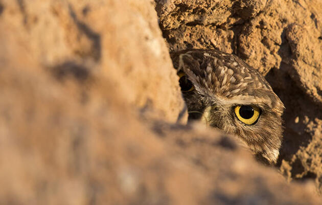 Looking Underground: Why Birds Need Healthy Soils