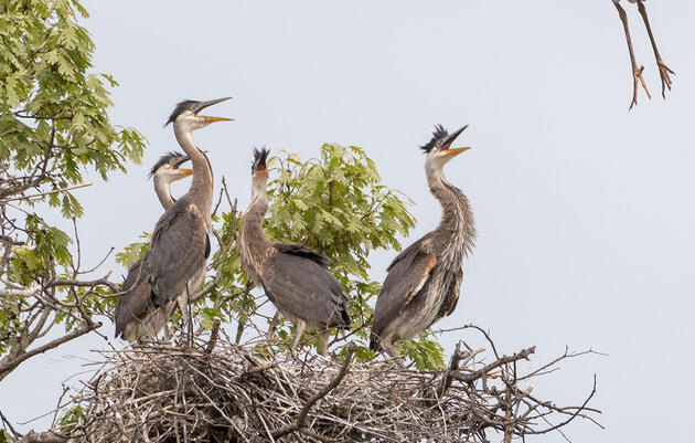 Where to Find Birds | Audubon Rockies