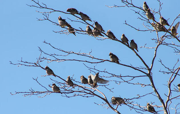 A Dipper Party, Rare Waxwings, and Other Treats
