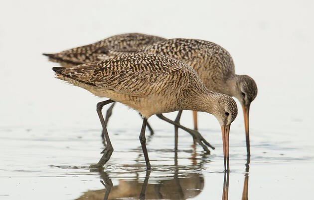 The Marvel and Mystery of Marbled Godwit Migration