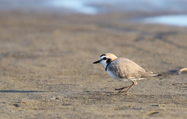 Snowy Plover: The Beauty of Existence
