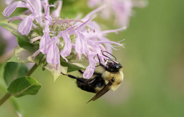 Promoting Pollinators on Your Place: A Wyoming Guide