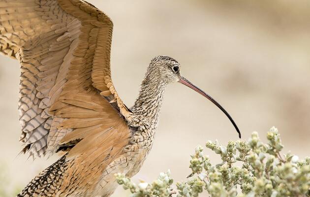 Audubon Certification Touts S W Lasater Ranch in Colorado as Beacon for Grassland Birds