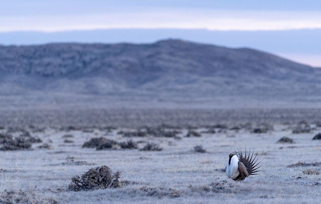 Birds in a Sagebrush Sea