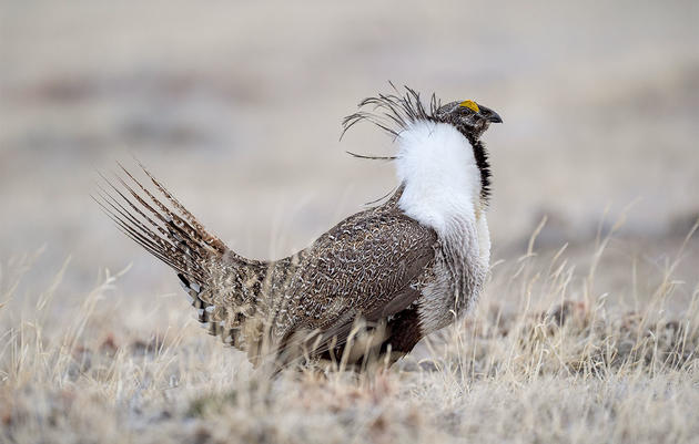 How to Make and Install Fence Markers for Sage-Grouse