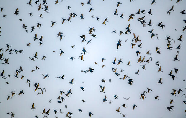 Artificial Lighting May Shift Bird Migration by More Than a Week, New Research Says