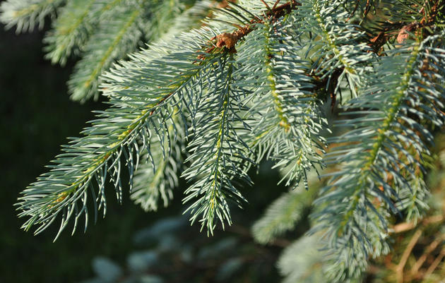 Weeping White Spruce: A New Look at Spruce