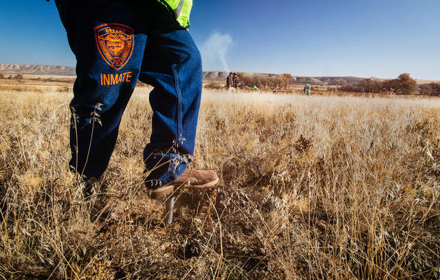 Meet the Inmates Working to Rebuild the Greater Sage-Grouse's Home