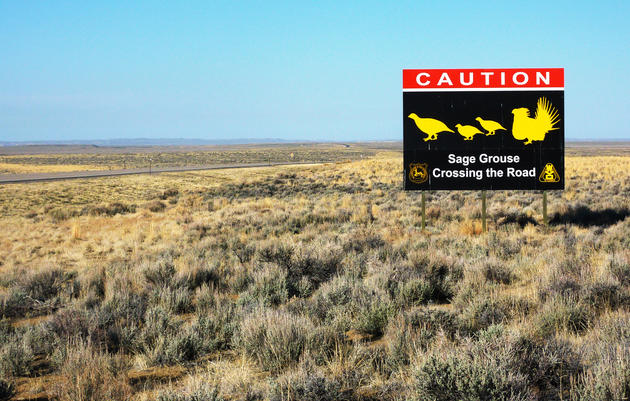6 Ways to Help Sage-grouse Right Now