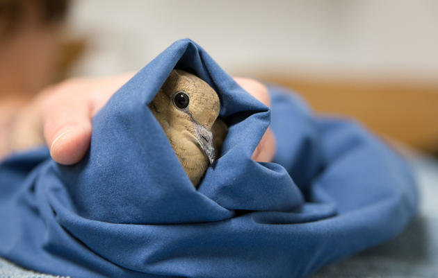 The Dos and Don’ts of Helping Baby and Injured Birds