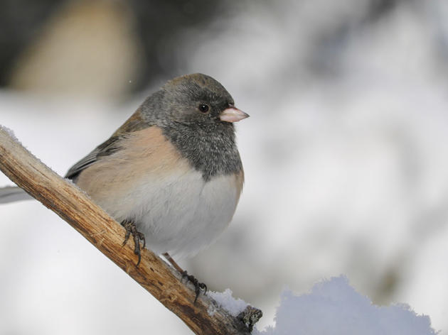 The 119th Christmas Bird Count in Pagosa Springs