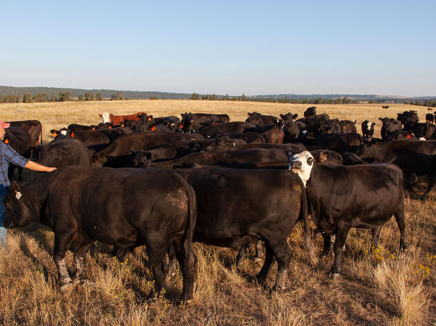 Conservation Ranching During the Pandemic