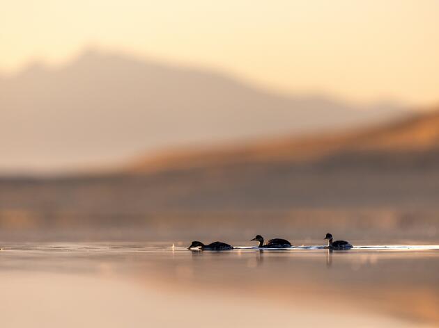 Increased Water Flows and Control Bring Benefits to Great Salt Lake and Wetlands