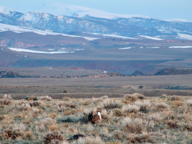 The Greater Sage-Grouse’s Most Important Habitat Is on the Auction Block 