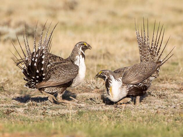 Conservation, Sportsmen Groups Express Support for Efforts to Improve Future for Greater Sage-grouse and Sagebrush Country 
