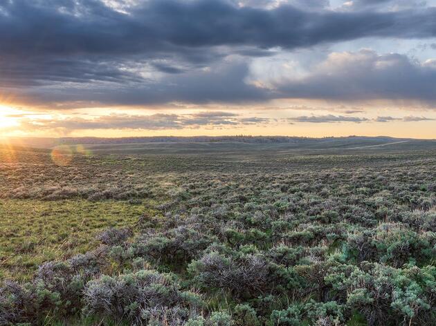 Choosing a Plan to Save the Greater Sage-Grouse