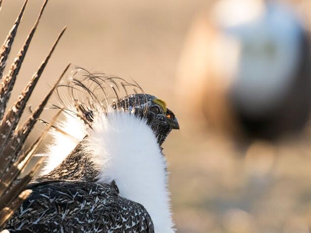 Westerners Agree: Save the Greater Sage-Grouse