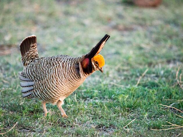 Senate Ignores Science With Vote to End Lesser-Prairie Chicken Protections 