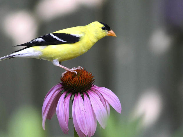 Transform Your Yard and Community Into an Oasis for Birds & Insects