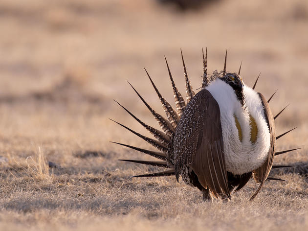 A Win for Colorado’s Sage-Grouse