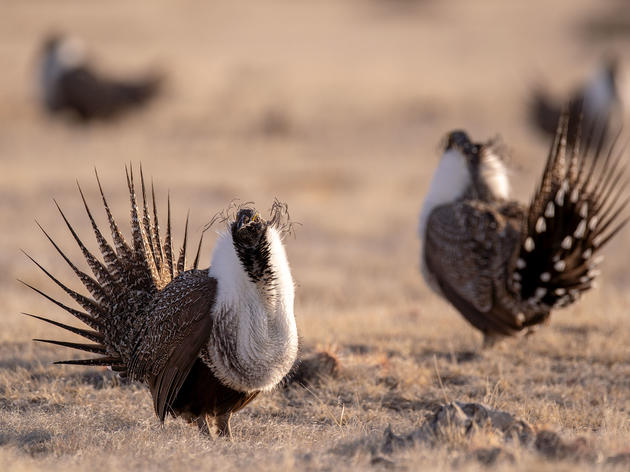 Sage-Grouse Experts Sound the Alarm Over Plunging Population