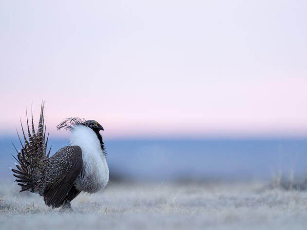 Wyoming Just Protected Sage-Grouse. We need Colorado to keep doing the same.