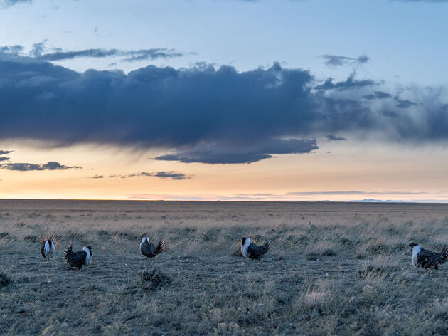 Greater Sage-Grouse Populations Have Plunged by 80 Percent Since 1965