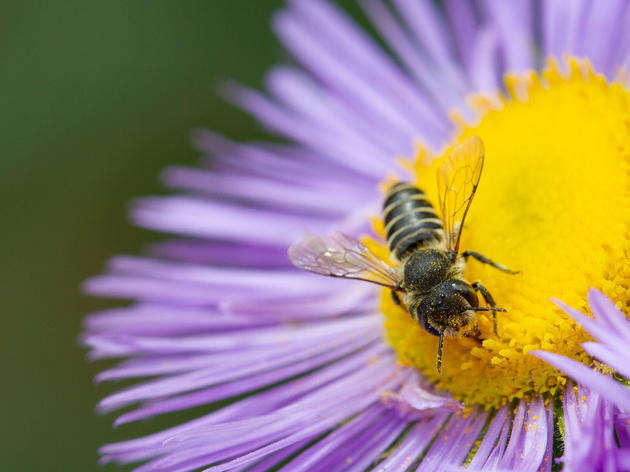 Attract Native Bees With a Habitat Hero Garden