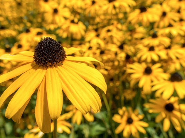 Native Plant Retailers