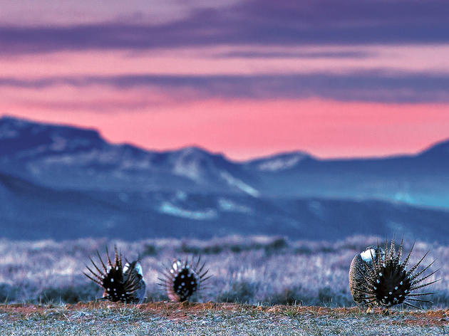 With Habitat Protections Officially Lifted, What’s Next for the Greater Sage-Grouse?